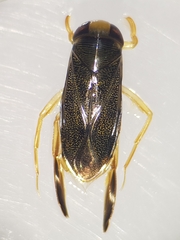 Corixa punctata