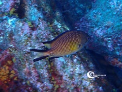 Chromis limbata