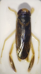 Sigara striata