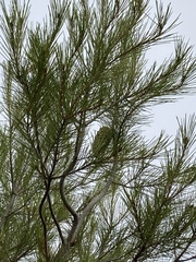Pinus halepensis