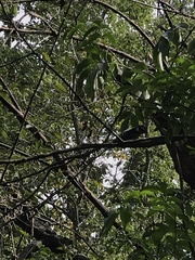 Dryobates pubescens
