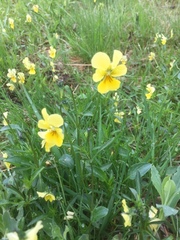 Viola lutea calaminaria