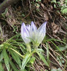 Gentiana algida