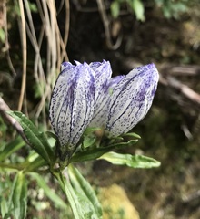 Gentiana algida