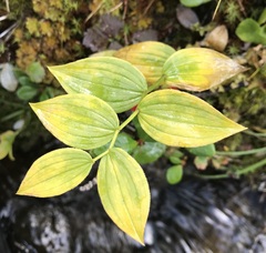 Streptopus streptopoides