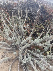 Artemisia pycnocephala