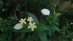 Pseudomussaenda flava