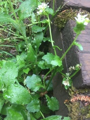 Cochlearia pyrenaica
