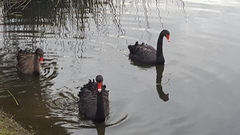 Cygnus atratus