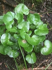 Cochlearia pyrenaica