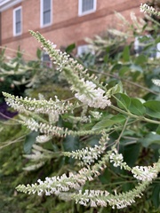 Aloysia