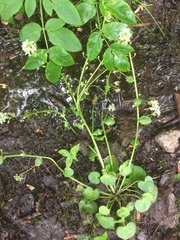 Cochlearia pyrenaica