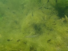 Phoxinus septimaniae