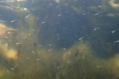 Phoxinus septimaniae