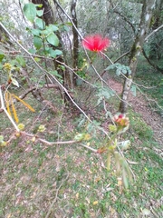Calliandra tweediei