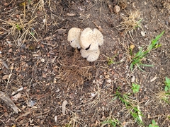Fungi