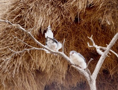 Polihierax semitorquatus