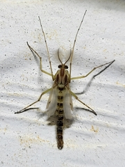 Chironomus crassicaudatus