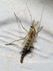 Chironomus crassicaudatus