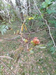 Calliandra tweediei