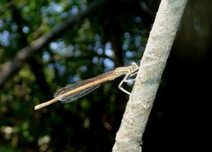 Platycnemis acutipennis