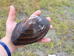 Sinanodonta woodiana