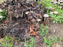 Fungi