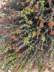 Eriogonum parvifolium