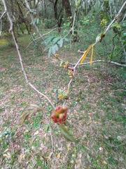 Calliandra tweediei
