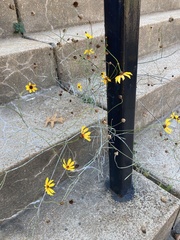 Helianthus angustifolius