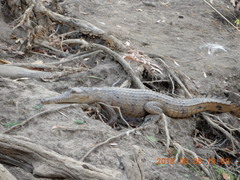 Crocodylus johnstoni