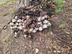 Fungi