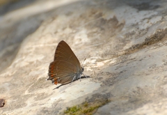 Satyrium esculi