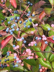 Viburnum cassinoides