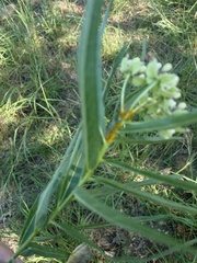 Asclepias asperula