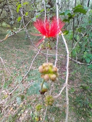 Calliandra tweediei