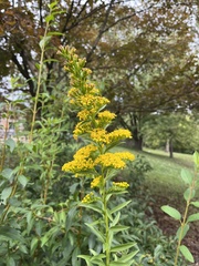 Solidago