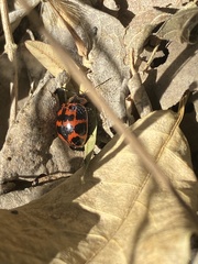 Platyphora congregata