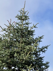 Abies pinsapo