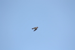 Petrochelidon pyrrhonota