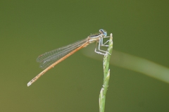 Platycnemis acutipennis