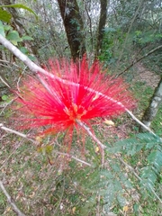 Calliandra tweediei