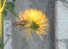 Setophaga tigrina