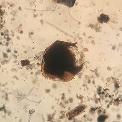 Bosminopsis deitersi