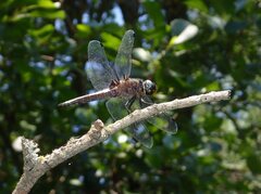 Libellula fulva