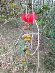 Calliandra tweediei