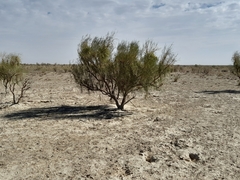 Haloxylon ammodendron