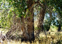 Populus angustifolia