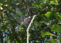Libellula fulva