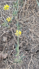 Medicago falcata